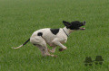 Pedigree EPICE DU MAS DU ZOUAVE Pedigree EPICE DU MAS DU ZOUAVE